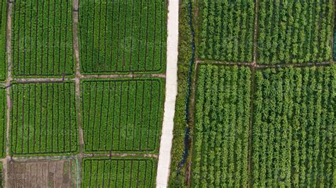 Aerial view of fields and agricultural parcels. Agricultural landscape ...