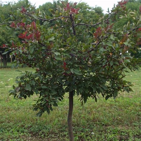 34 best dwarf crabapple trees for MN images on Pinterest | Dwarf, Dwarfism and Firebird