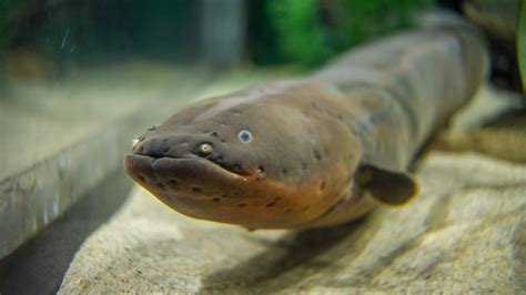 Southern Stingray · Tennessee Aquarium