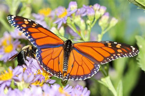 Free Images : nature, flower, fly, summer, orange, insect, bug, black, colorful, yellow, garden ...