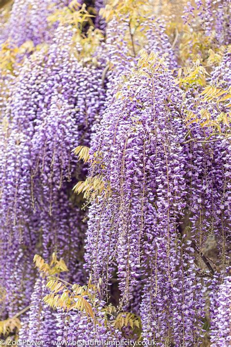 Wisteria hysteria at Montacute House *7* | Purple aesthetic, Aesthetic ...