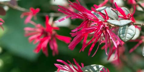 When to Prune Loropetalum: A Step-by-Step Guide - GFL Outdoors