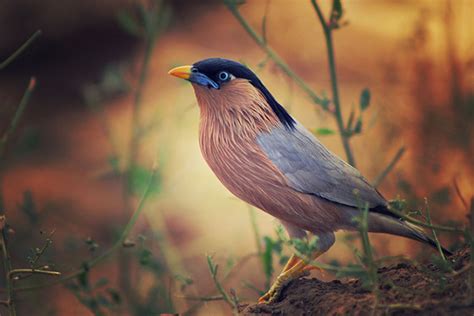 Wild Bird Photo Tips