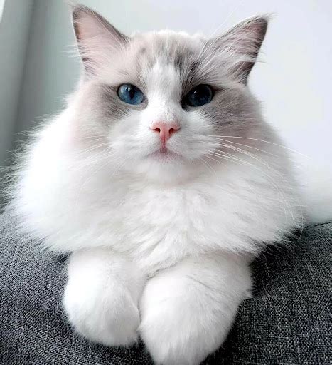 Ragdoll Scottish Fold Cat Breeds - Pets Lovers