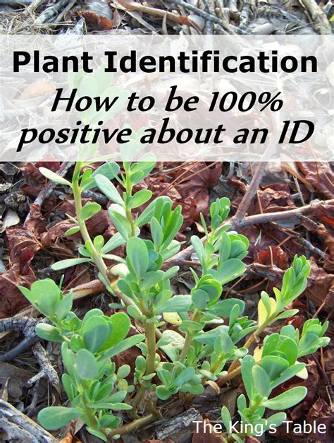 Plant Identification: How to Be 100% Sure About an ID