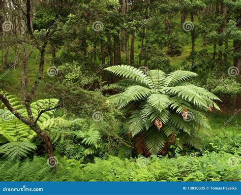 New Zealand Native Forest Royalty Free Stock Photo - Image: 13030035