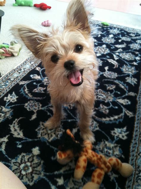 Pin by Heather Fay on Chorkie puppy | Yorkie chihuahua mix, Chihuahua mix puppies, Yorkshire ...