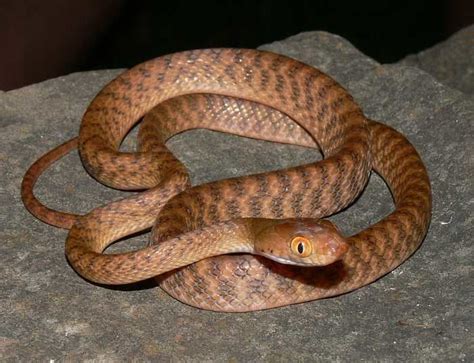 Brown tree snake - Alchetron, The Free Social Encyclopedia