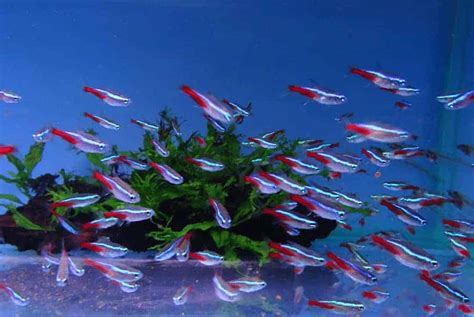 Do Neon Tetras Need Light At Night | Tankofish