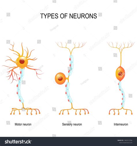 Types Neurons Sensory Motor Neurons Interneuron Stock Illustration 1362312704 | Shutterstock