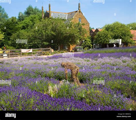 Norfolk lavender Heacham, Norfolk, England Stock Photo - Alamy