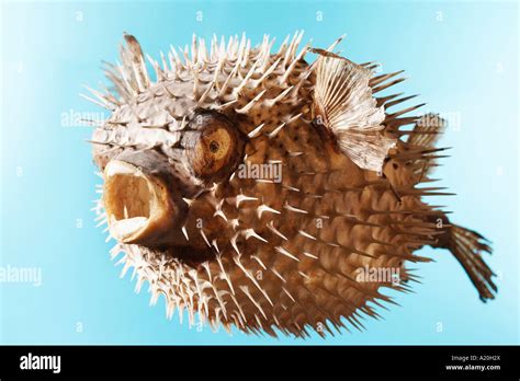 Taxidermal inflated puffer fish, studio shot Stock Photo - Alamy