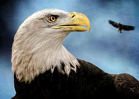 Bald Eagle and Fledgling Photograph by Bob Orsillo - Fine Art America