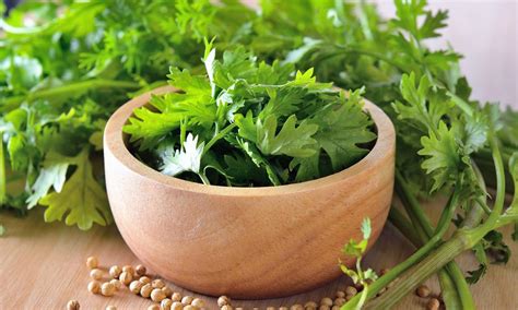 Cilantro (fresh coriander)