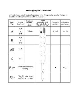 Blood Typing and Transfusions Graphic Organizer by Jessica Marx | TpT