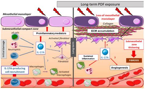 Peritoneal Impact of IL-17A | Encyclopedia MDPI