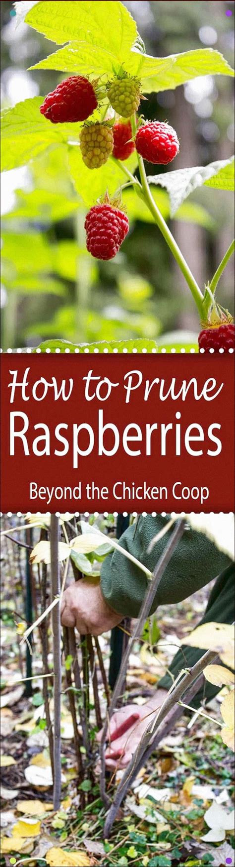 Tips And Methods On How To Prune Raspberries.Create A Higher Raspberry Yield By Pruning Your ...