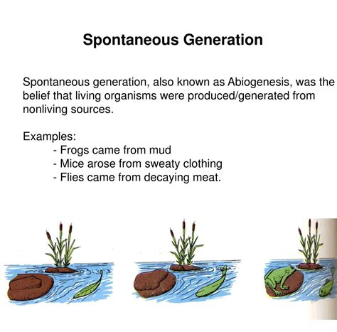 PPT - From Spontaneous Generation to the Modern Cell Theory PowerPoint Presentation - ID:5835730