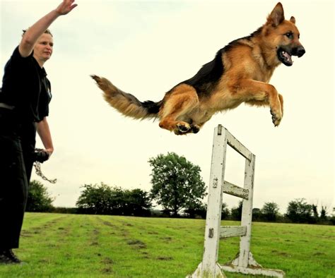 Schutzhund Training for German shepherds working trials competition (With images) | Dog training ...