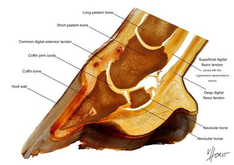 Buy Horse Hoof Anatomy Labelled Teaching Chart Equine Foot Online in ...