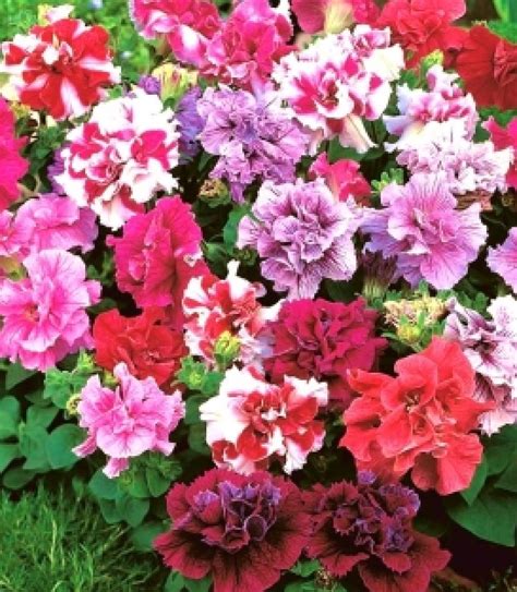 Mix Petunia Double Cascade 130 Seeds | Etsy