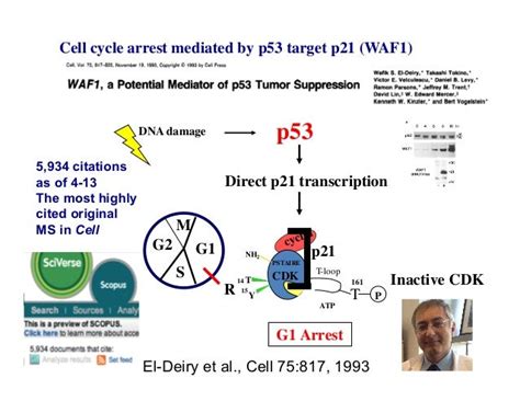 p21 mechanism slide