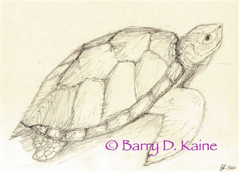 Sea Turtle pencil drawing 680 print (With images) | Turtle drawing, Turtle sketch, Sea animals ...