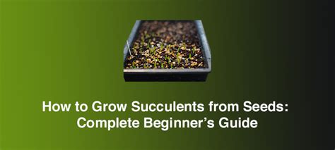 How to Grow Succulents from Seeds: Complete Beginner’s Guide