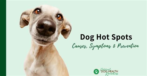 Dog Hot Spots - Causes, Symptoms, Treatment, Prevention