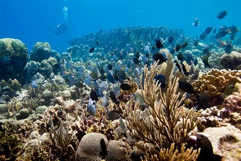 Caribbean Coral Reefs: Types & Island Recommendations