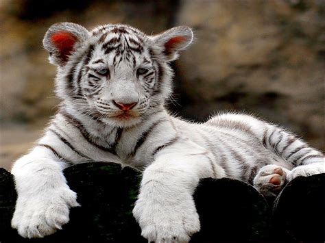 🔥 [71+] White Tiger Cubs Wallpapers | WallpaperSafari