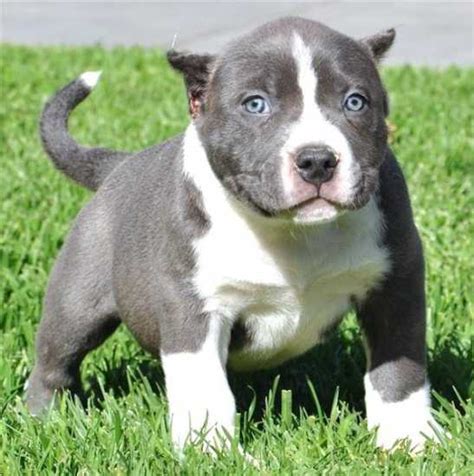 UKC American Pitbull Puppies for Adoption