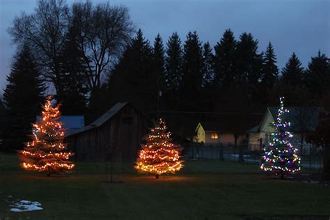 Outdoor Christmas Trees | John Drake | Flickr