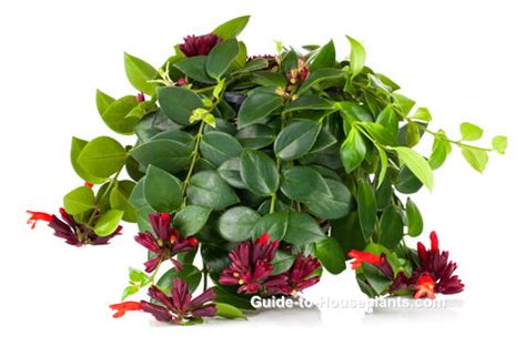 Lipstick Plant Care Tips: How to Grow Aeschynanthus Radicans Indoors