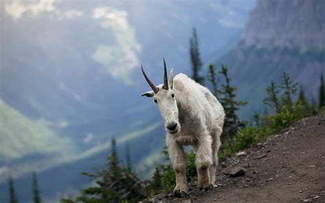 Download Mountain Goat Majestic Mountain Backdrop Wallpaper ...