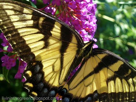 Livin' In The Green: Attracting Butterflies: Plant These and They Will Come...