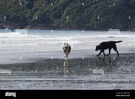 happy dog playing on the beach Stock Photo - Alamy