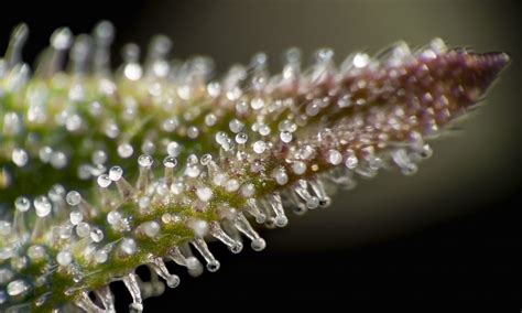 Trichomes: The Tiny Powerhouses of the Cannabis Plant - MyCannabis.com