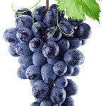 Grape vine — Stock Photo © elenathewise #4947428