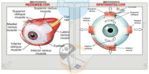 Clinical notes on EOM - Meduweb