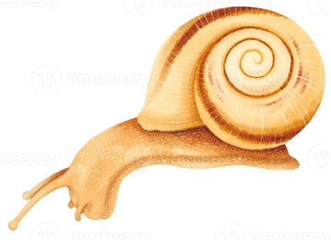 Snail watercolor illustration 9661111 PNG