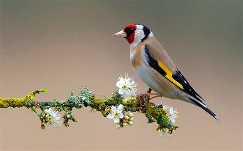 Nice American Goldfinch photo and wallpaper. All Nice American ...