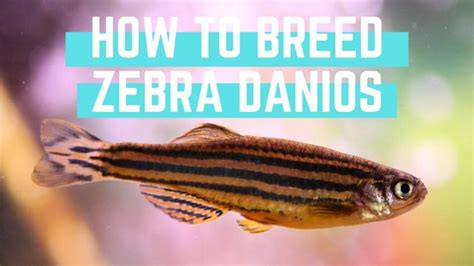 [VIDEO] Zebra Danios Breeding Tips - AllAquariumFish.com