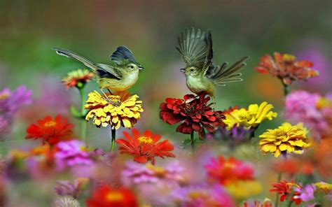 Songbirds Wallpapers - Wallpaper Cave