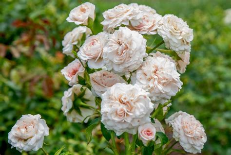 How to Grow and Care for Floribunda Roses