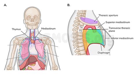 Anatomy of the superior mediastinum | Osmosis