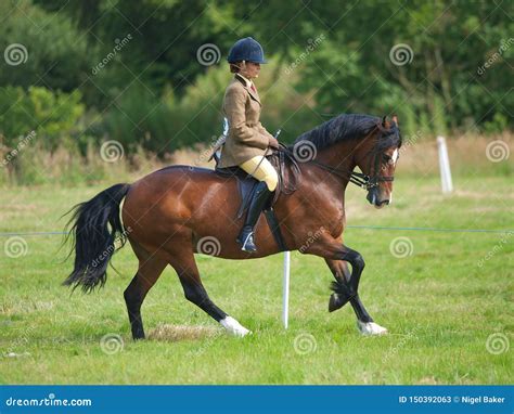 Horse Riding Competition stock image. Image of equestrian - 150392063