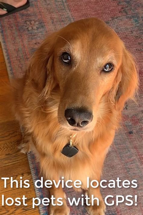 Device locates pet with GPS! [Video] | Pets, Pet tracker, Dogs