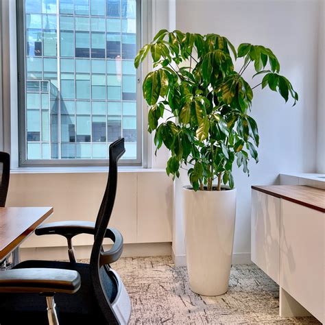 10 Best Low Light Plants For Office That Are Also Low Maintenance - My City Plants