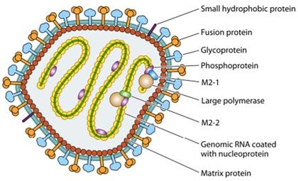 Development of Human Metapneumovirus Vaccine - Creative Diagnostics